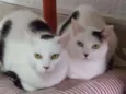 Tica & Teca ÓRFÃS