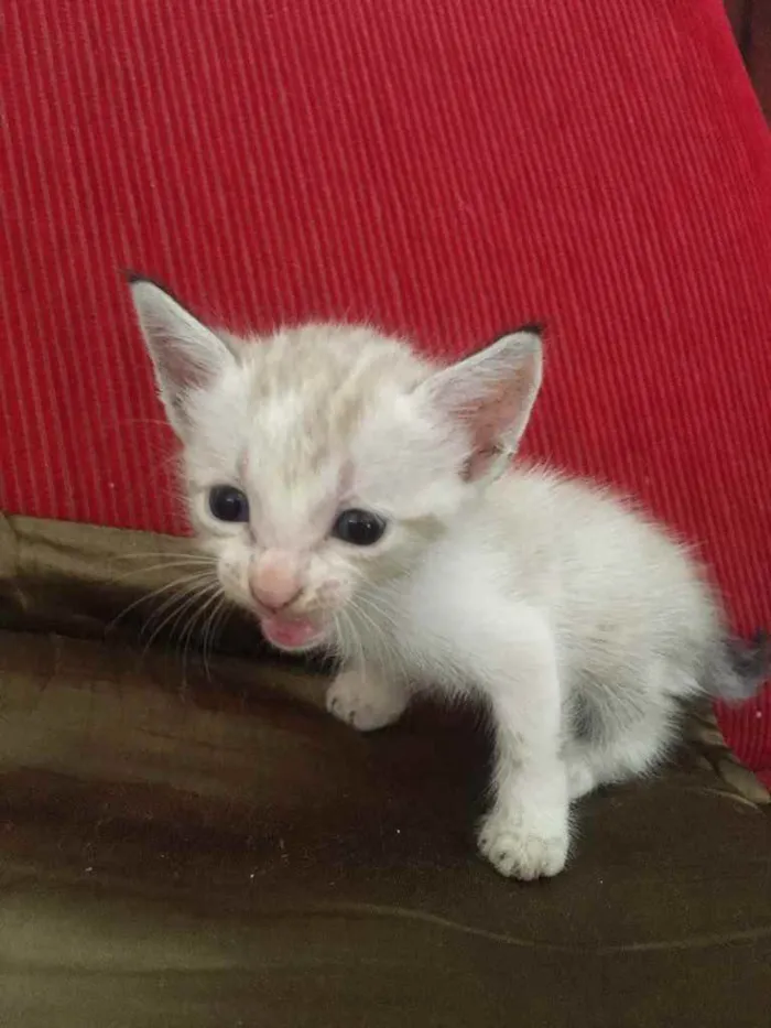 Gato ra a  idade Abaixo de 2 meses nome Não tem 