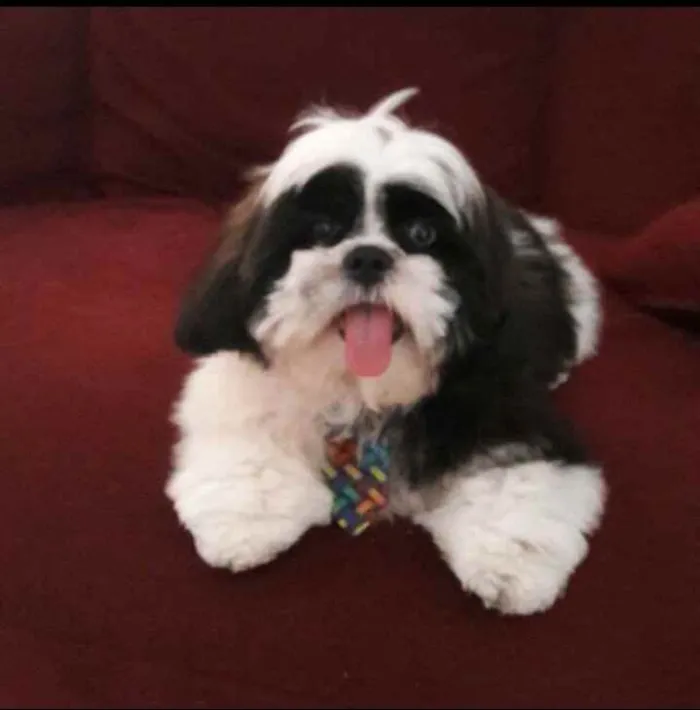 Cachorro raça Shitzu idade 7 a 11 meses nome Apollo