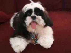 Cachorro raça Shitzu idade 7 a 11 meses nome Apollo