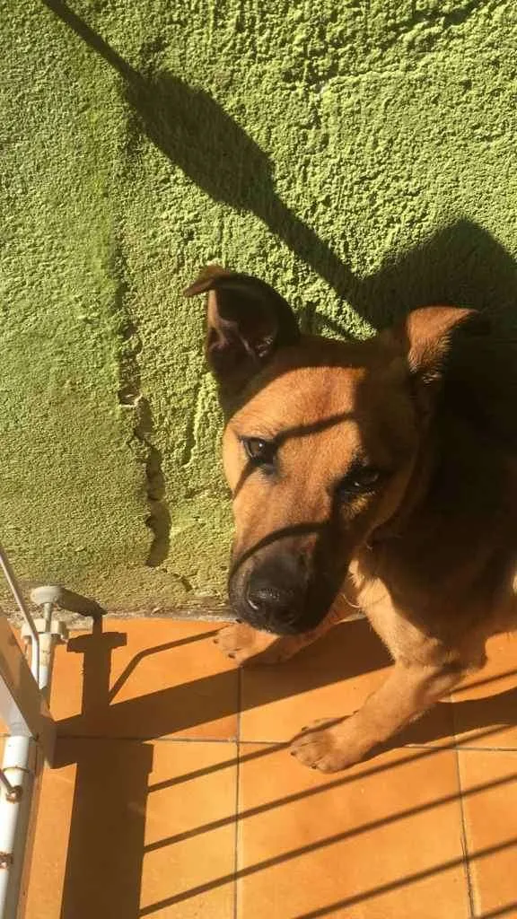 Cachorro ra a Vira lata  idade 2 a 6 meses nome Lua