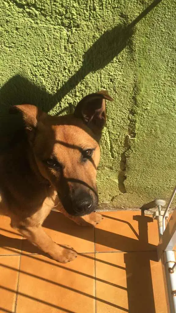 Cachorro ra a Vira lata  idade 2 a 6 meses nome Lua