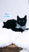 Gato raça Srd idade 2 a 6 meses nome Mike