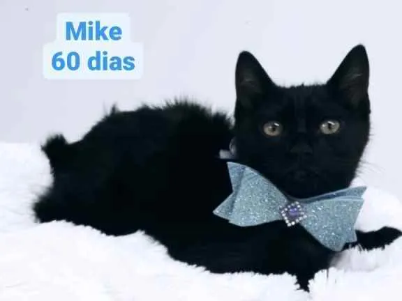 Gato raça Srd idade 2 a 6 meses nome Mike