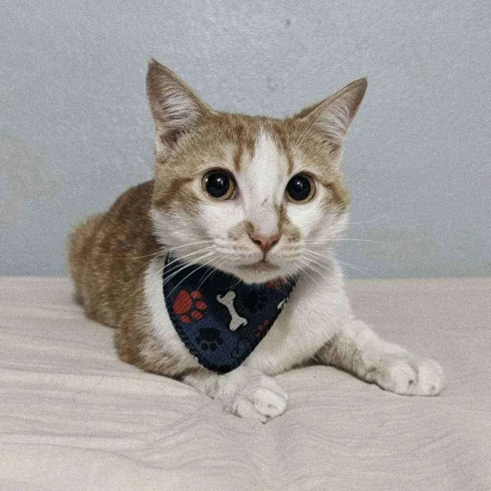 Gato raça SRD idade 1 ano nome Lestat