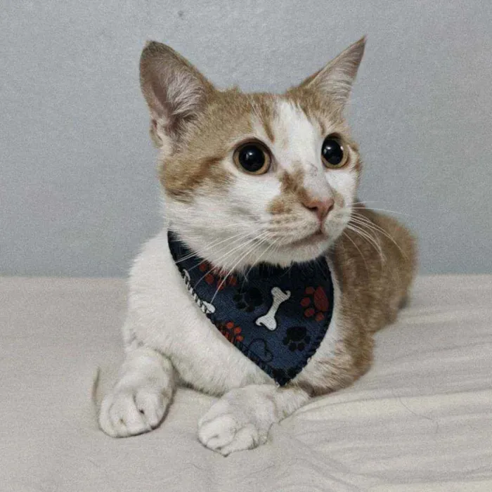 Gato raça SRD idade 1 ano nome Lestat