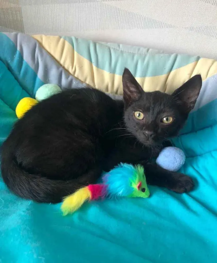 Gato ra a SRD idade 2 a 6 meses nome BANGUELA