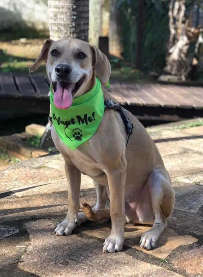 Cachorro ra a SRD idade 1 ano nome NERO