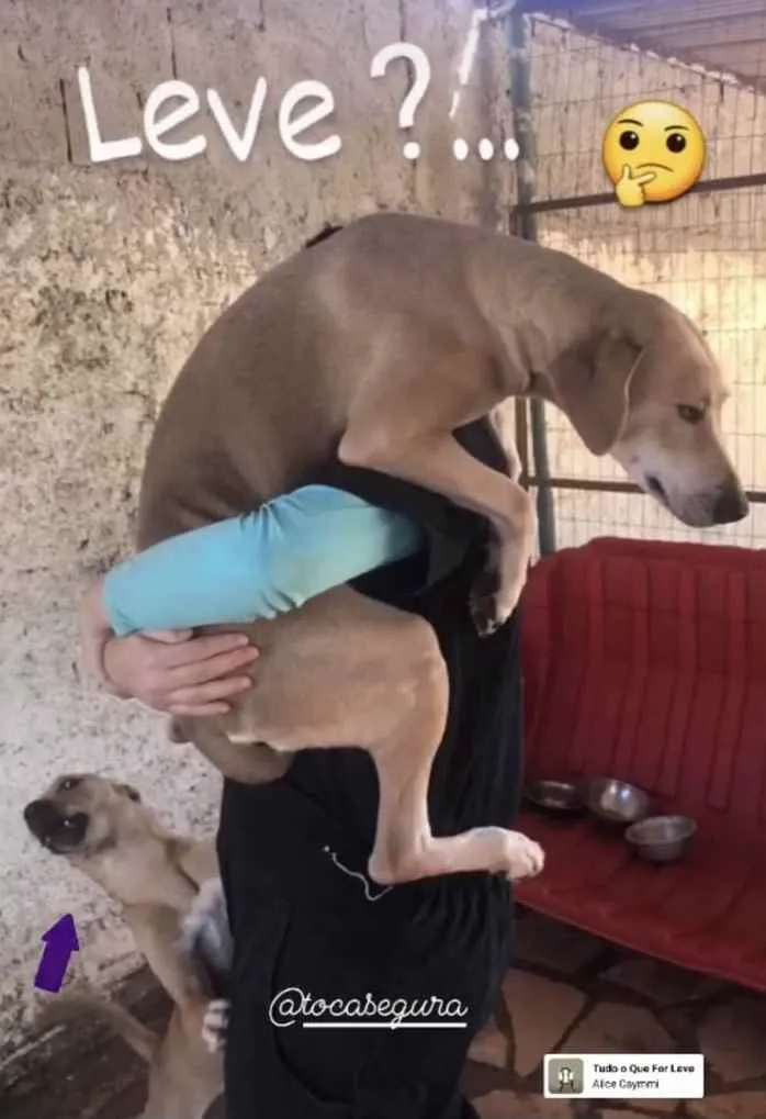 Cachorro ra a SRD idade 1 ano nome NERO