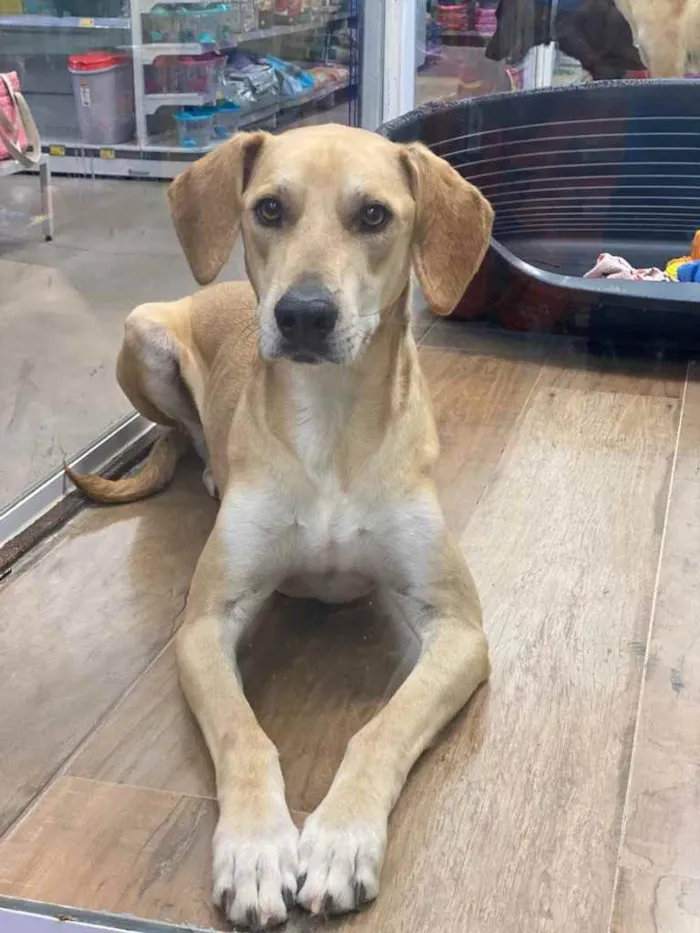 Cachorro ra a SRD idade 1 ano nome NERO
