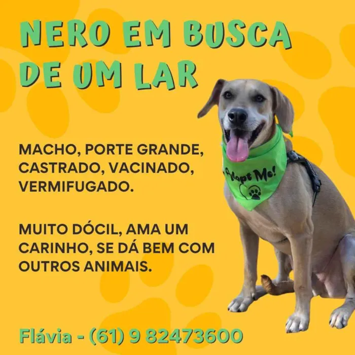 Cachorro ra a SRD idade 1 ano nome NERO