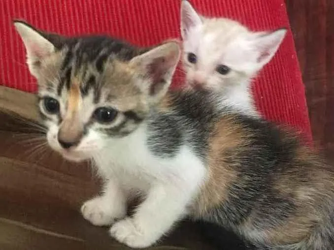 Gato ra a  idade Abaixo de 2 meses nome Não tem 