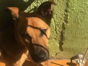 Cachorro raça Vira lata  idade 2 a 6 meses nome Lua