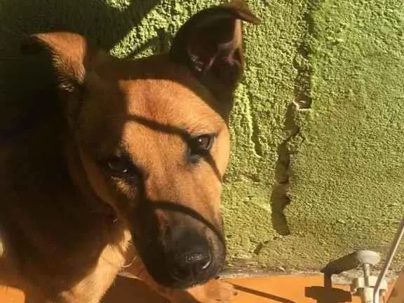 Cachorro ra a Vira lata  idade 2 a 6 meses nome Lua