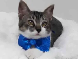 Gato raça Srd idade 2 a 6 meses nome Jordan