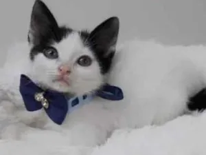 Gato raça Srd idade Abaixo de 2 meses nome Theo