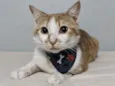 Lestat