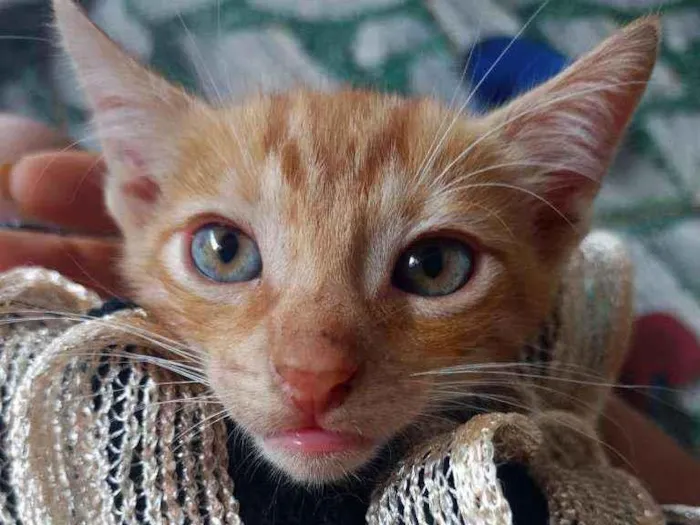 Gato ra a  idade Abaixo de 2 meses nome Sem nome