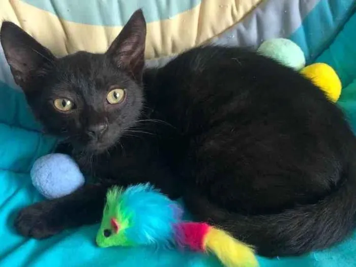 Gato ra a SRD idade 2 a 6 meses nome BANGUELA