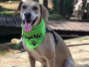 Cachorro raça SRD idade 1 ano nome NERO