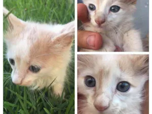 Gato raça Vira lata idade Abaixo de 2 meses nome Sem Nome