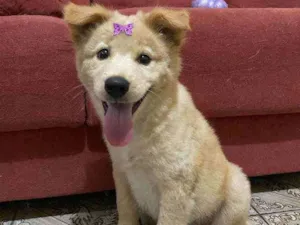 Cachorro raça SRD idade  nome Sasha
