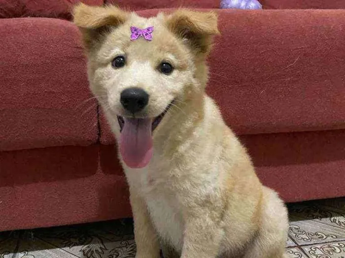 Cachorro ra a SRD idade  nome Sasha