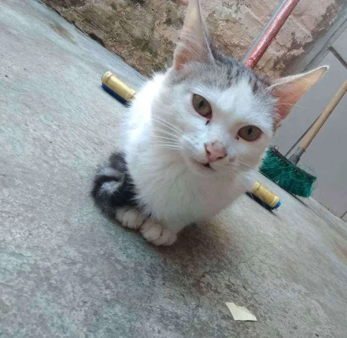 Gato ra a SRD idade 7 a 11 meses nome flocos 