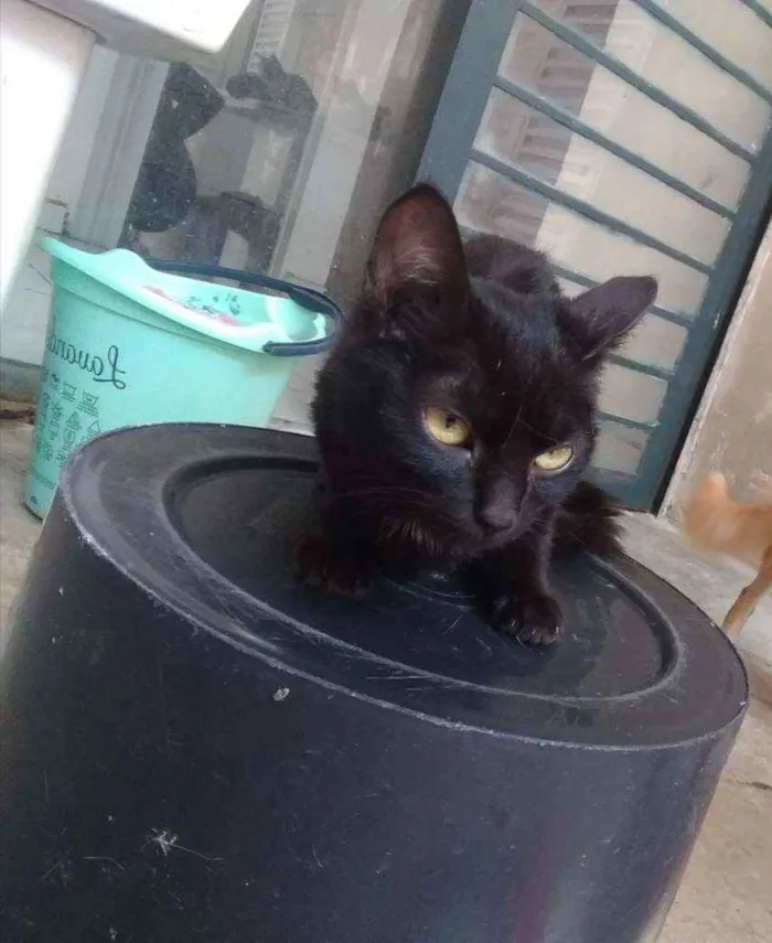 Gato ra a Srd idade 7 a 11 meses nome Black