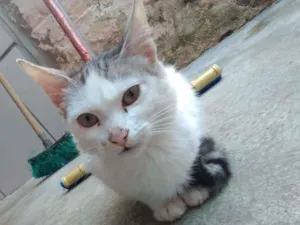 Gato raça SRD idade 7 a 11 meses nome flocos 