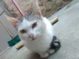 flocos