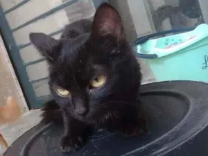 Gato raça Srd idade 7 a 11 meses nome Black