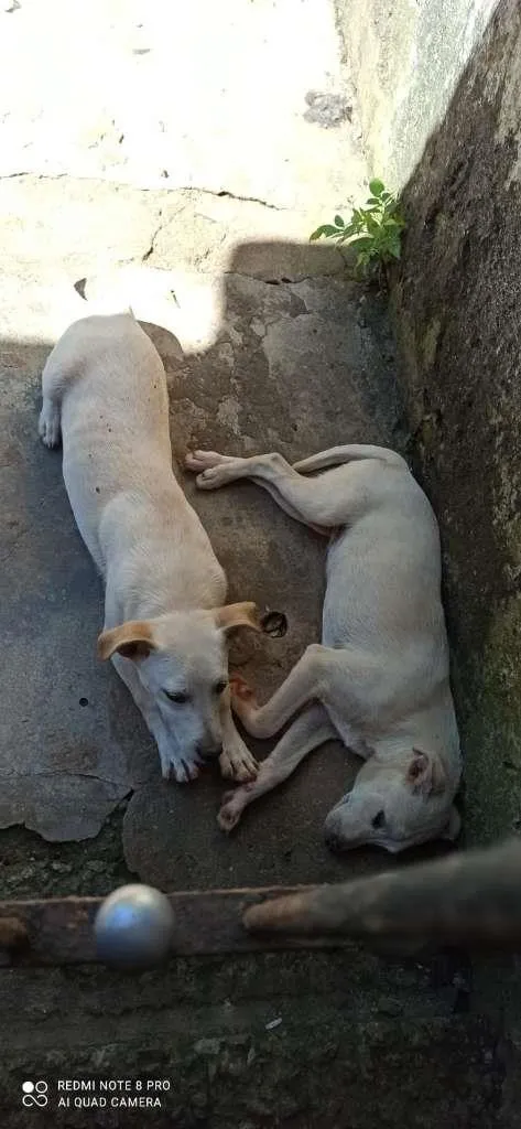 Cachorro ra a SRD-ViraLata idade 2 a 6 meses nome COCADA E TAPIOCA