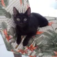 Maju