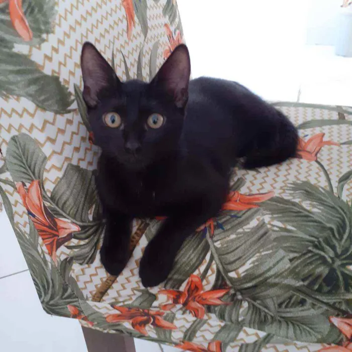 Gato raça Não discriminado  idade 2 a 6 meses nome Maju