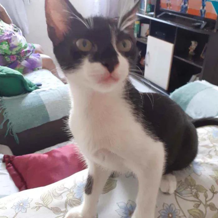 Gato raça Não discriminado  idade 2 a 6 meses nome Madona