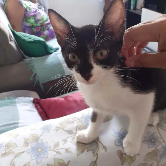 Gato raça Não discriminado  idade 2 a 6 meses nome Madona