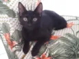 Maju