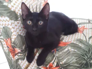 Gato raça Não discriminado  idade 2 a 6 meses nome Maju