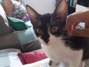 Gato raça Não discriminado  idade 2 a 6 meses nome Madona