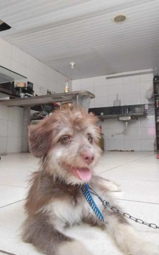 Cachorro raça Poodle com vira lata  idade 7 a 11 meses nome Nick