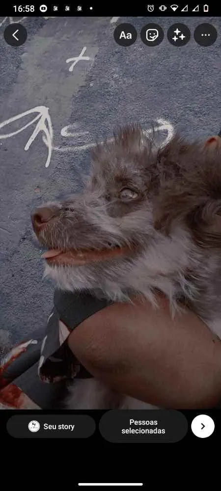 Cachorro raça Poodle com vira lata  idade 7 a 11 meses nome Nick