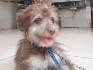 Cachorro raça Poodle com vira lata  idade 7 a 11 meses nome Nick