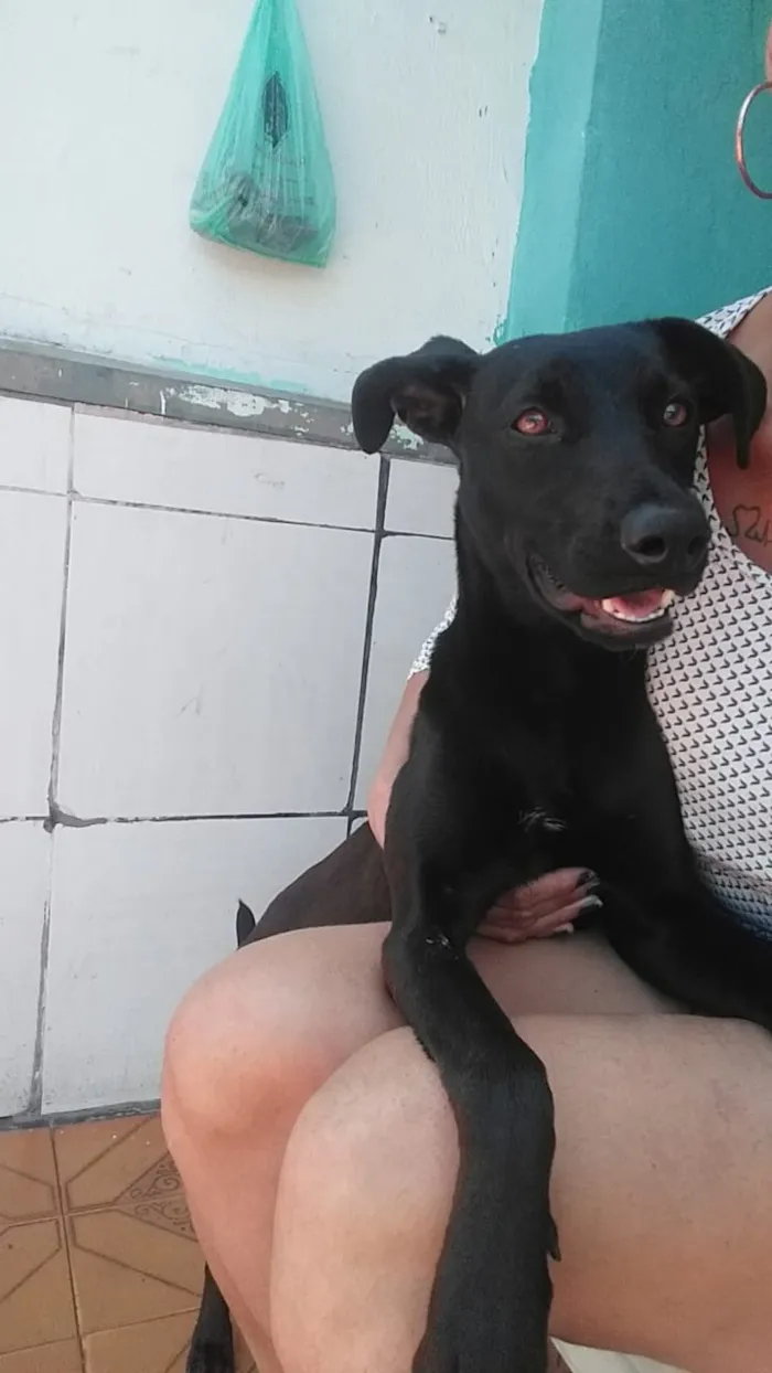 Cachorro ra a Vira lata com labrador idade 2 a 6 meses nome Juliana