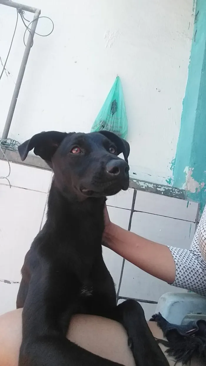 Cachorro ra a Vira lata com labrador idade 2 a 6 meses nome Juliana