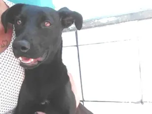 Cachorro raça Vira lata com labrador idade 2 a 6 meses nome Juliana