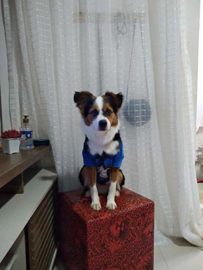 Cachorro raça Raciado com pastor alemão idade 1 ano nome Bethoven