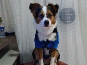 Cachorro raça Raciado com pastor alemão idade 1 ano nome Bethoven