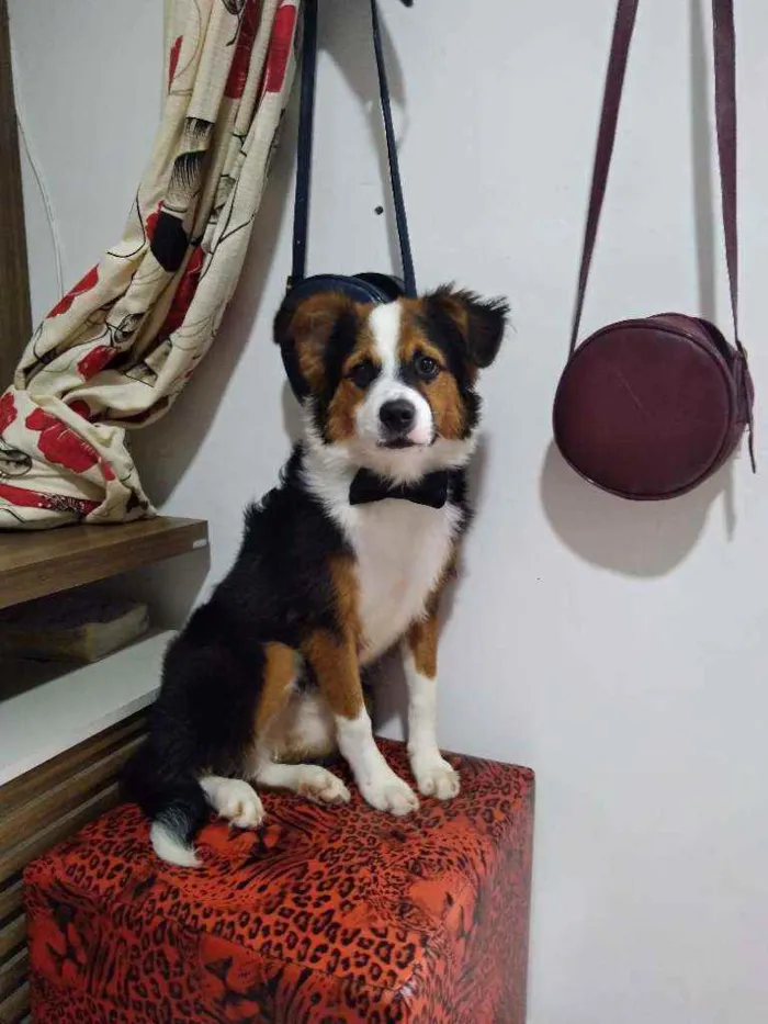 Cachorro raça Raciado com pastor alemão idade 1 ano nome Bethoven