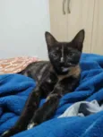 Periquita